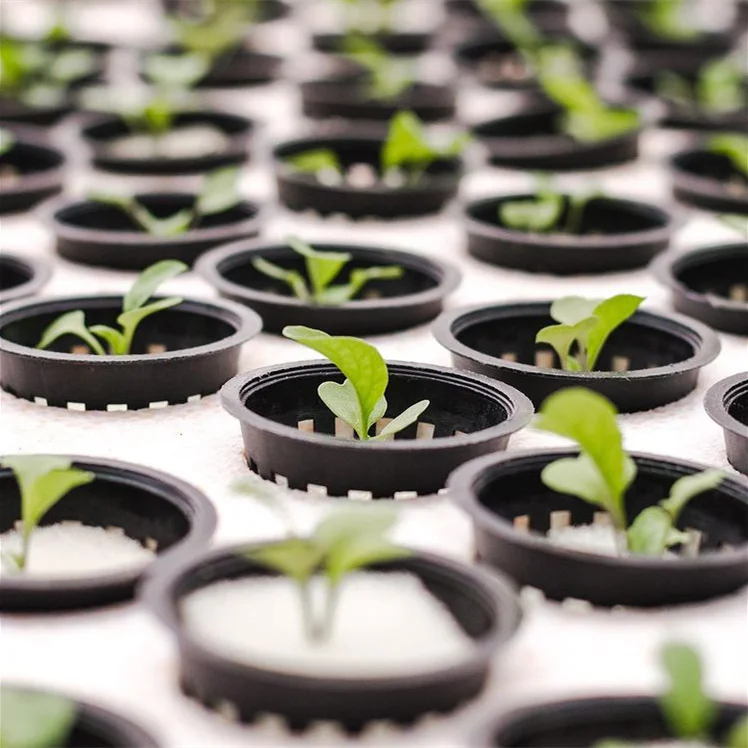 Vegetables Seeds Hydroponic Vertical Farming Growing Foam Growth Sponges for Plant