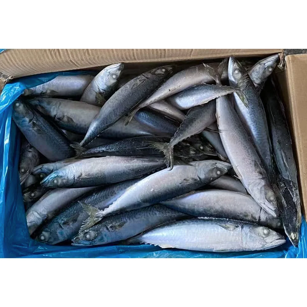 Frozen Fresh Seafood Premium Frozen Mackerel Fish Bulk Hot Sale Seafood Frozen Whole Round Pacific Fish Mackerel