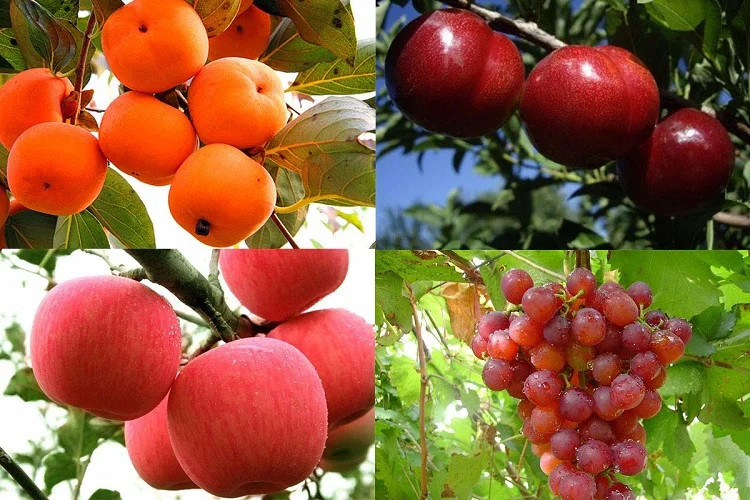 
Factory Price High Quality Water Soluble NPK Fertilizer 20-20-20+TE 