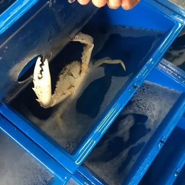 Factory Stackable Vertical Aquaculture equipment for Lobster/crab/ells Plastic box for breeding Mud Crab RAS crab box