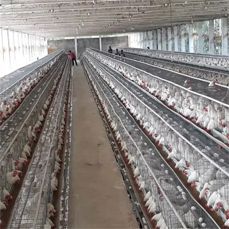4 Tier 128 Layer Chicken Cages Poultry Farming Battery Price For 500/1000/3000 Chickens Farm