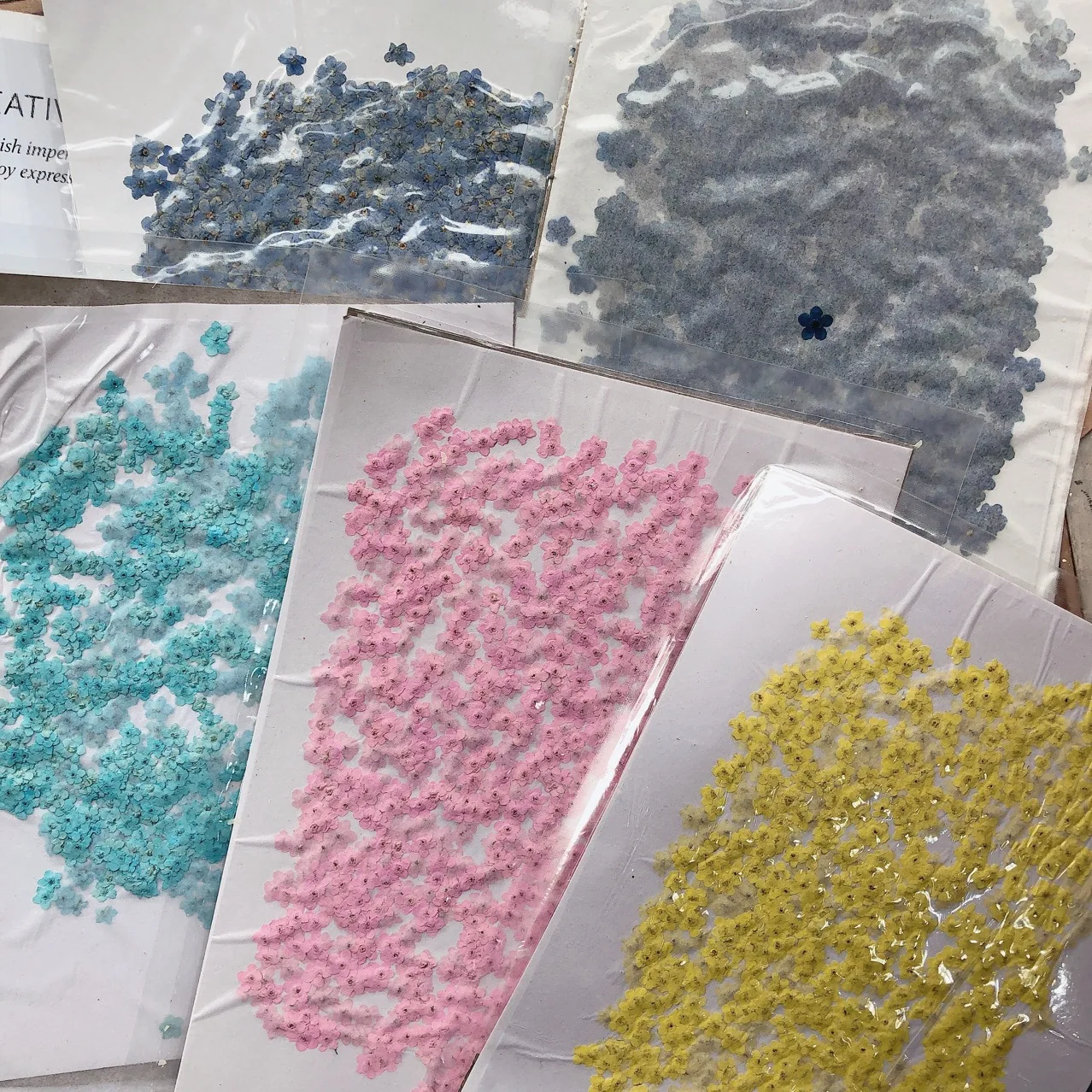 R432 Myosotis Sylvatica Flower Natural Flowers Dried Pressed for Nail Phonecase Decoration Pressed Dry Flower