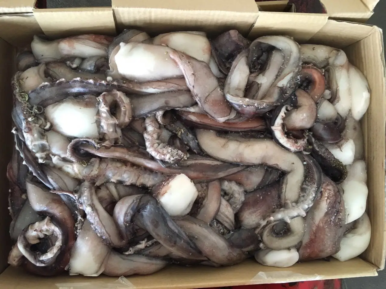 Giant Squid Frozen Squid Head Tentacles