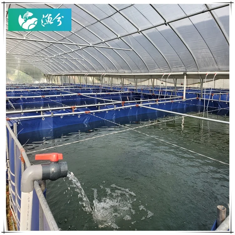 
Indoor fish ras fish farming equipment for Tilapia the recirculating aquaculture system 