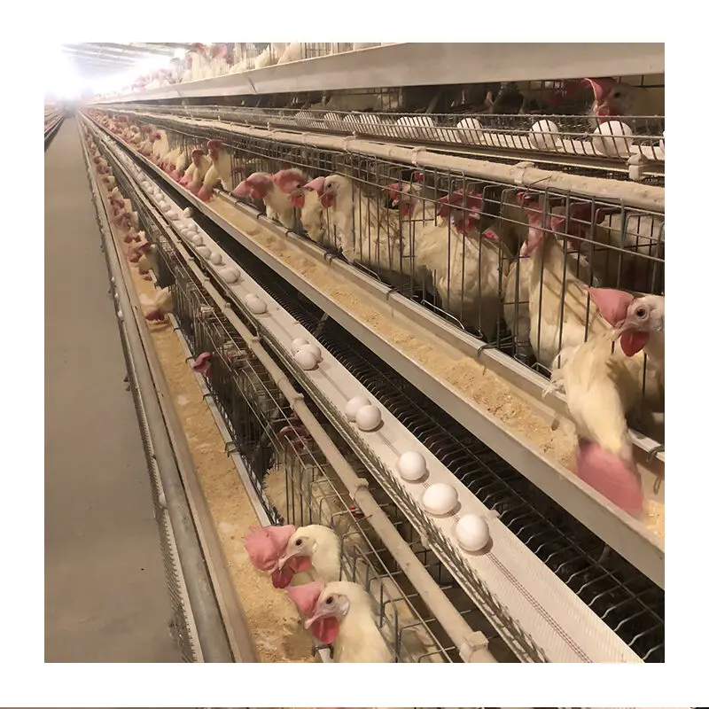 Cheap Price Poultry Farm Equipment Animal Cages Laying Hens Poultry Cages 3 Tiers Mesh Chicken Cage for 10000 Chicken Farm