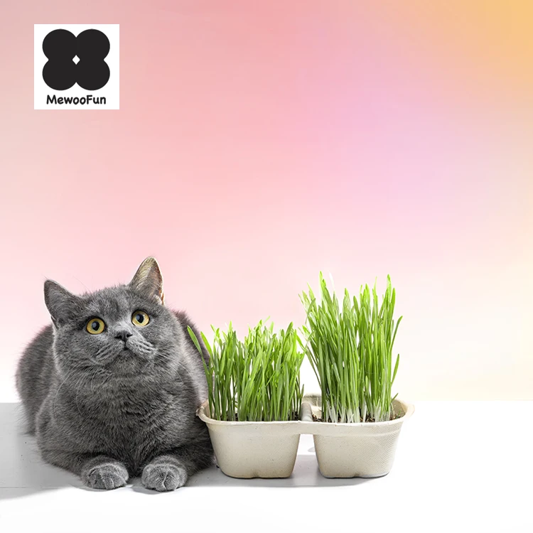 MewooFun High Germination Rate Simple Planting Cat Wheat Grass Bioline Cat Grass Seeds