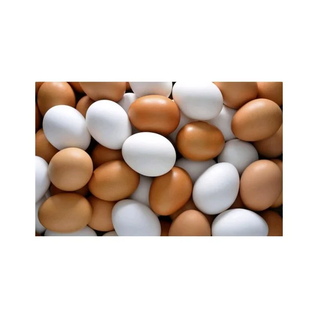 Wholesale Supply Good Quality Best Grade Fresh Eggs at Low Price