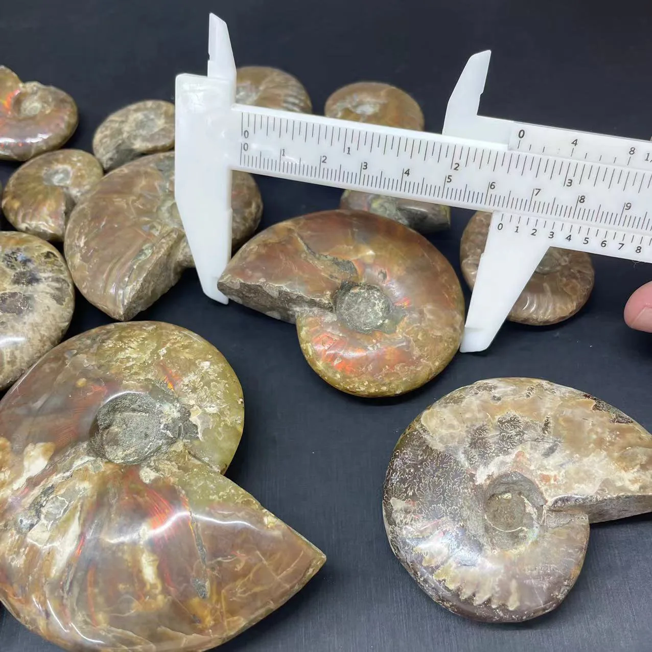 Natural Ammonite Fossil Rainbow Polished Jade Pattern Ammonite Fossil For Fengshui
