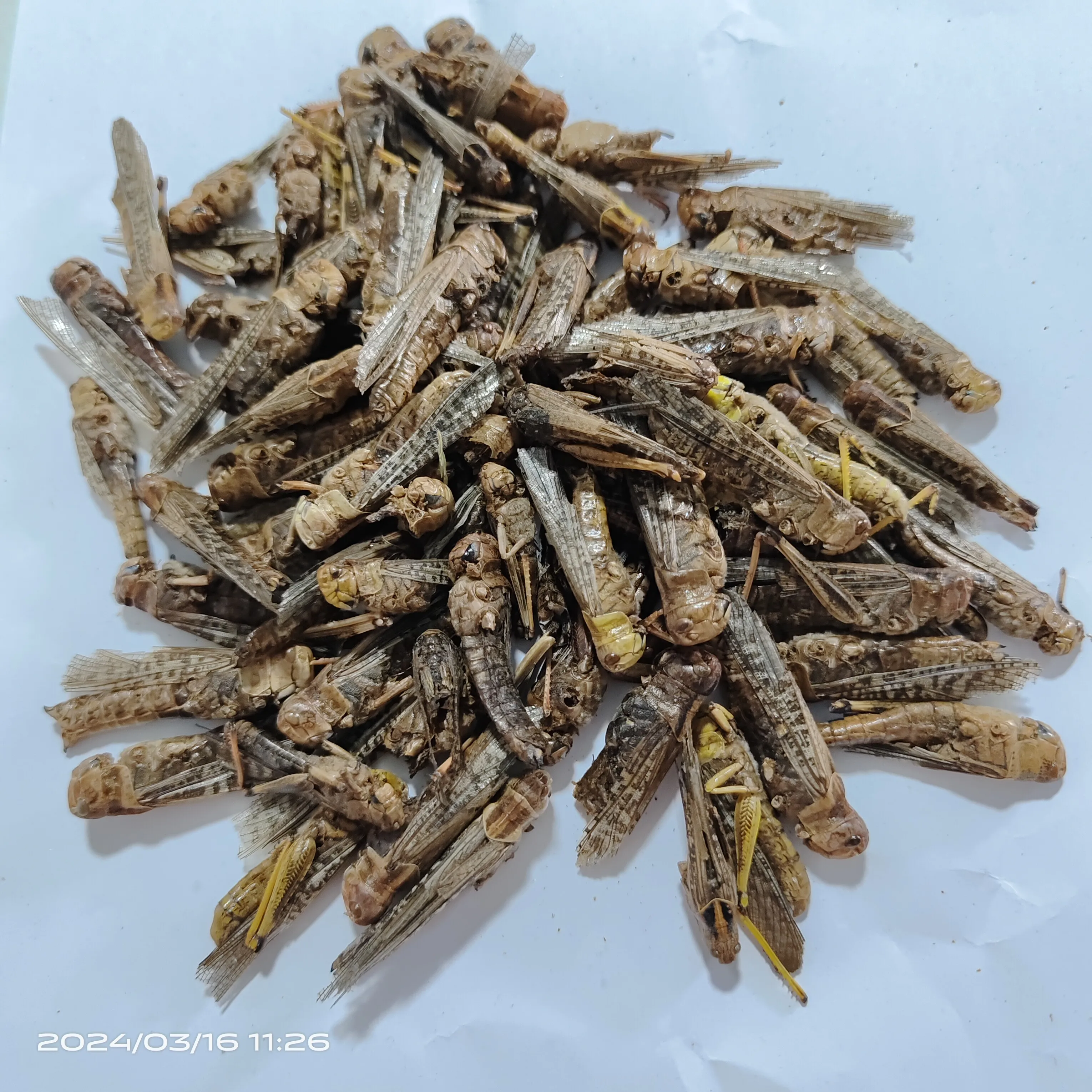 High protein pet food dried grasshopper