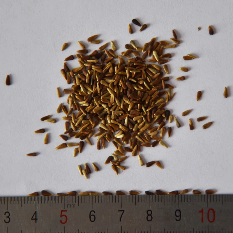 Retail bulk quality Aster seeds Callistephus chinensis flowers Seeds For planting