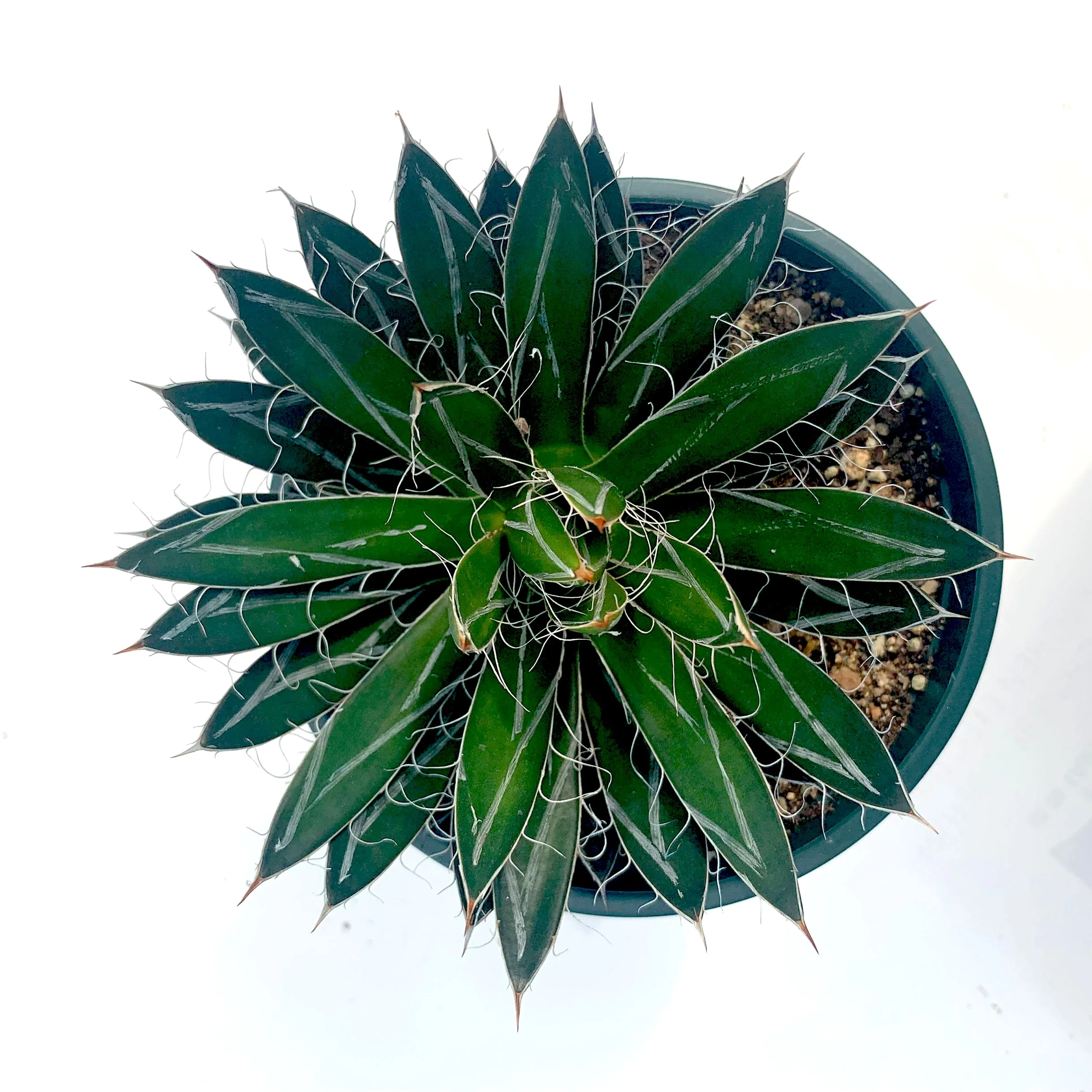 
Wholesale agave Succulent Plants office PottedIndoor Outdoor Planter agave decoration 