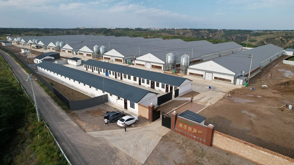 High strength chicken farming broiler cages with automatic harvester equipments for chicken poultry farm