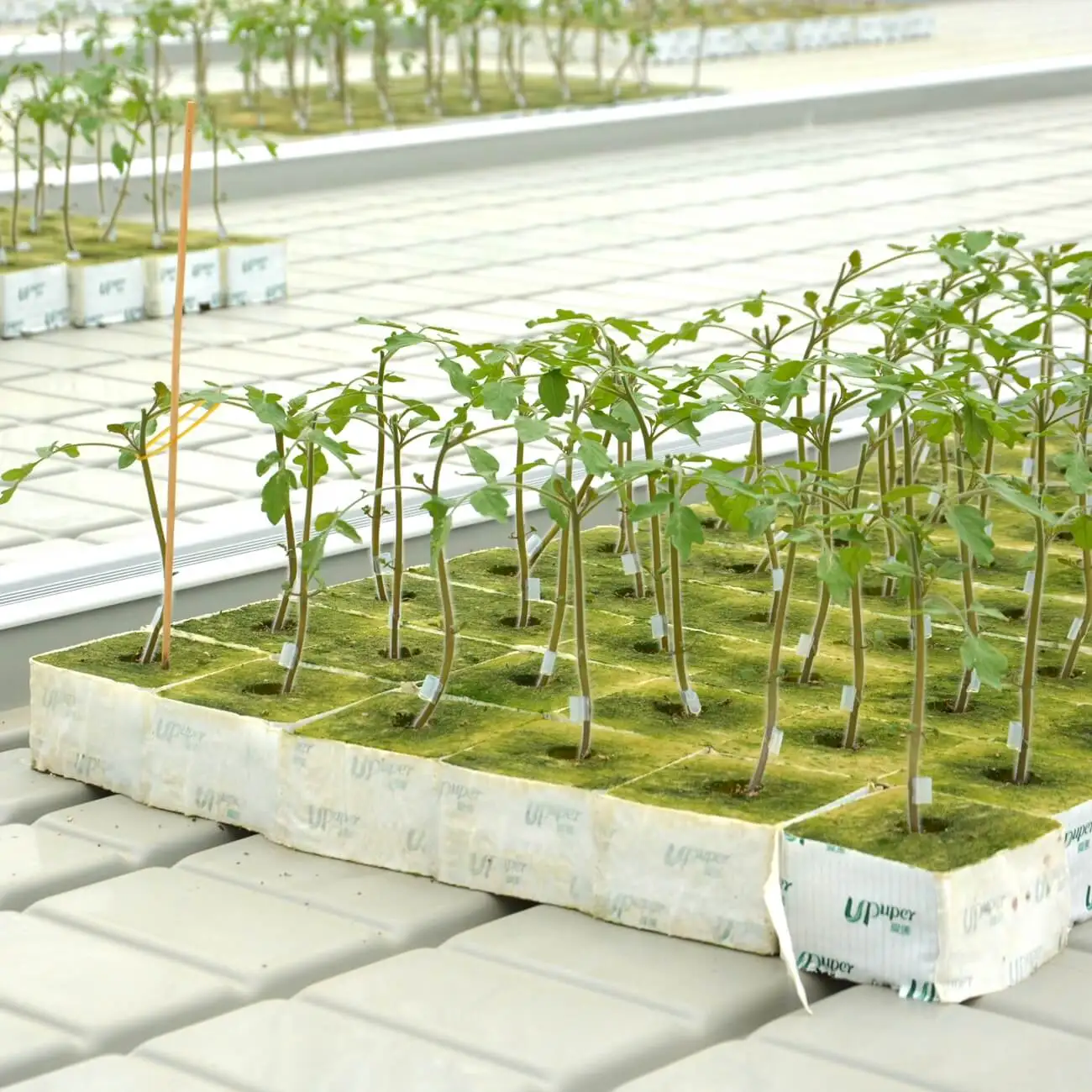 UPuper wholesale manufacturer tomatoes square greenhouse system hydroponic substrate grow bags for plants