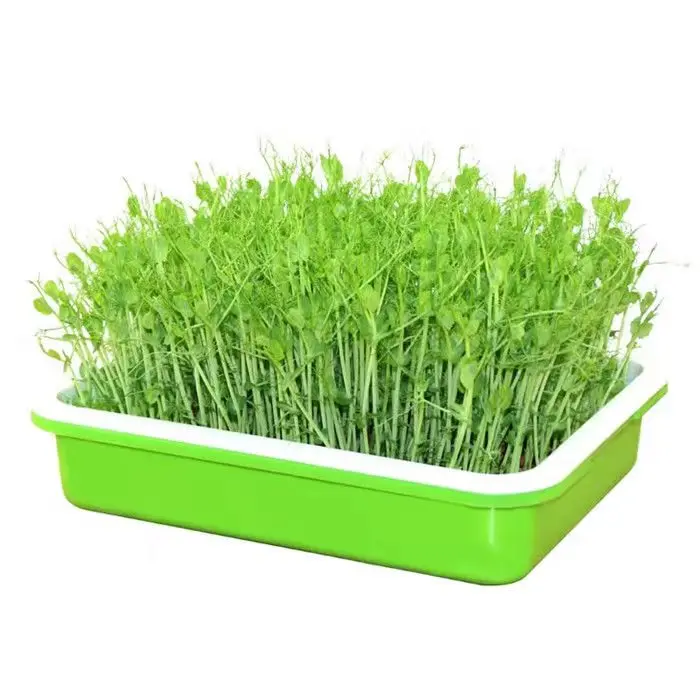 
Plastic seedling tray PP double bean sprouts seed tray biodegradable seed tray 