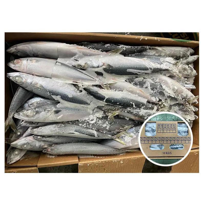 New Catching Taiwan Pacific Mackerel Fish 100-200g 60-70pcs 10KG WR Pacific Mackerel