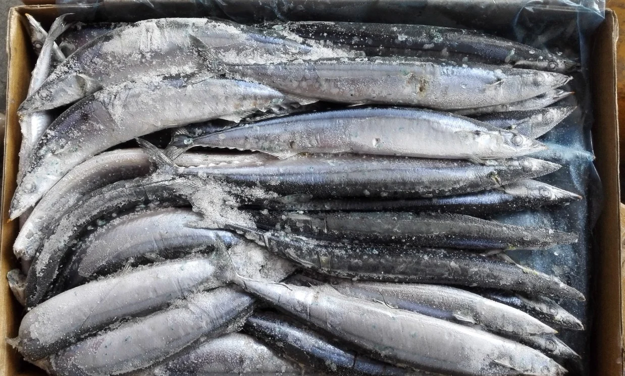 
Wholesale Cheap Seafood Fish Frozen Pacific Saury 