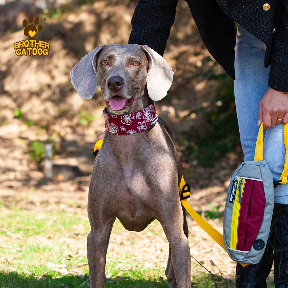 custom brand name Outdoor walk Dog Collar fashion color pet attractive dog collar