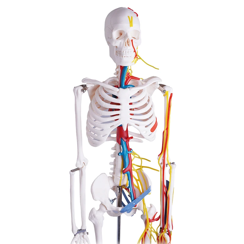 With the heart and brain with Nerves and Blood Vessels 85cm Human Skeleton