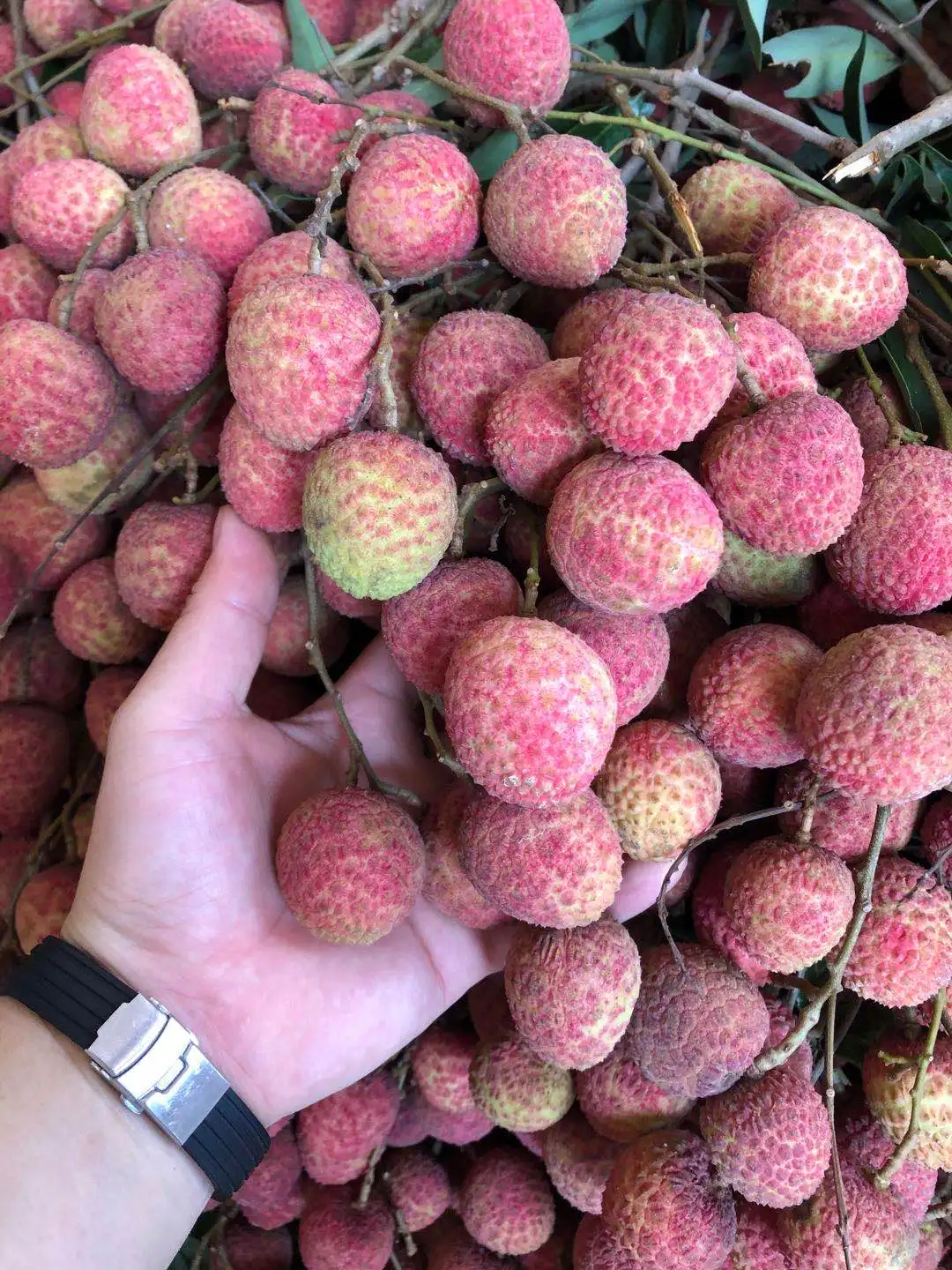 
Fresh Lychee for saling 