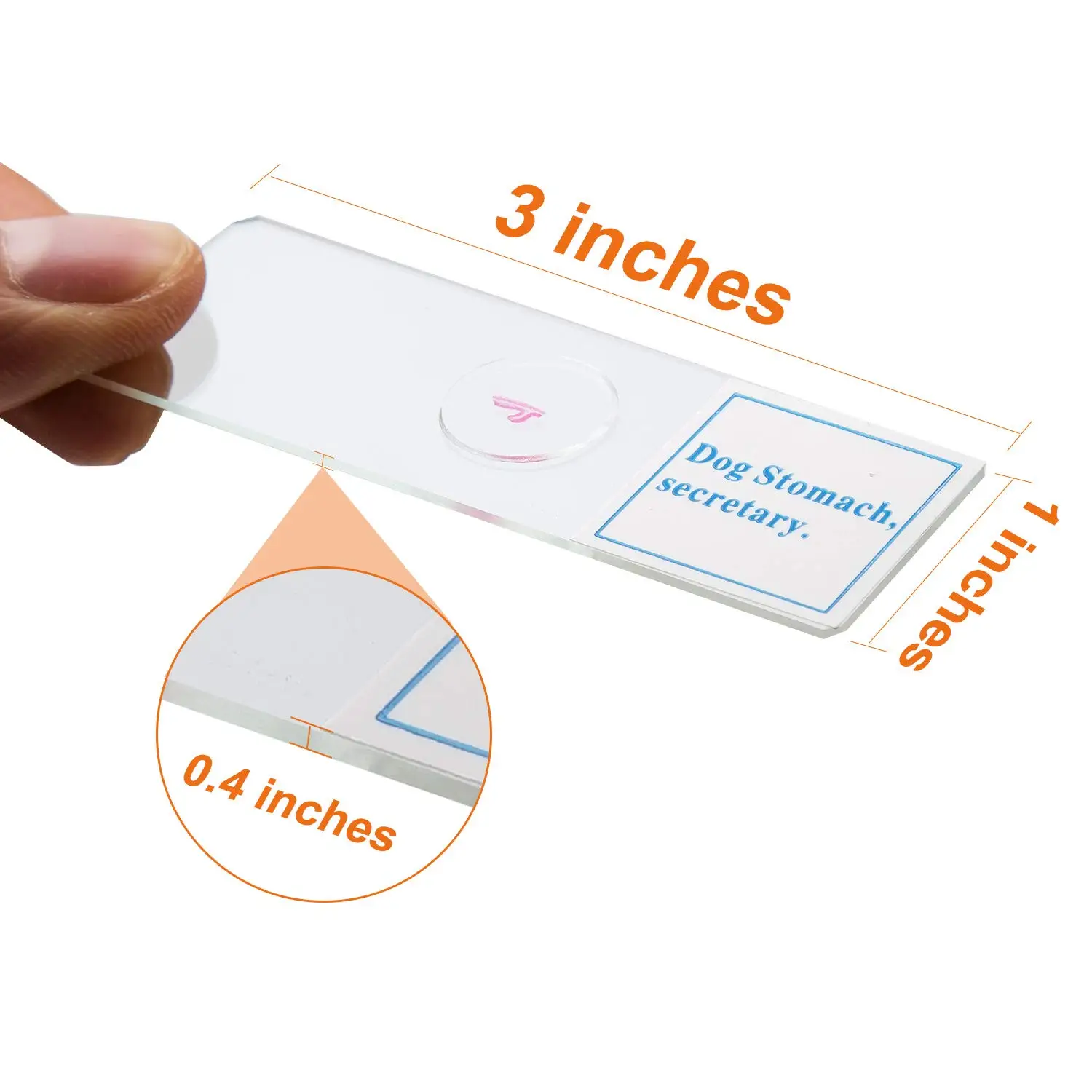 Microbiology Prepared Microscope Slides with Specimen used Medicine Education