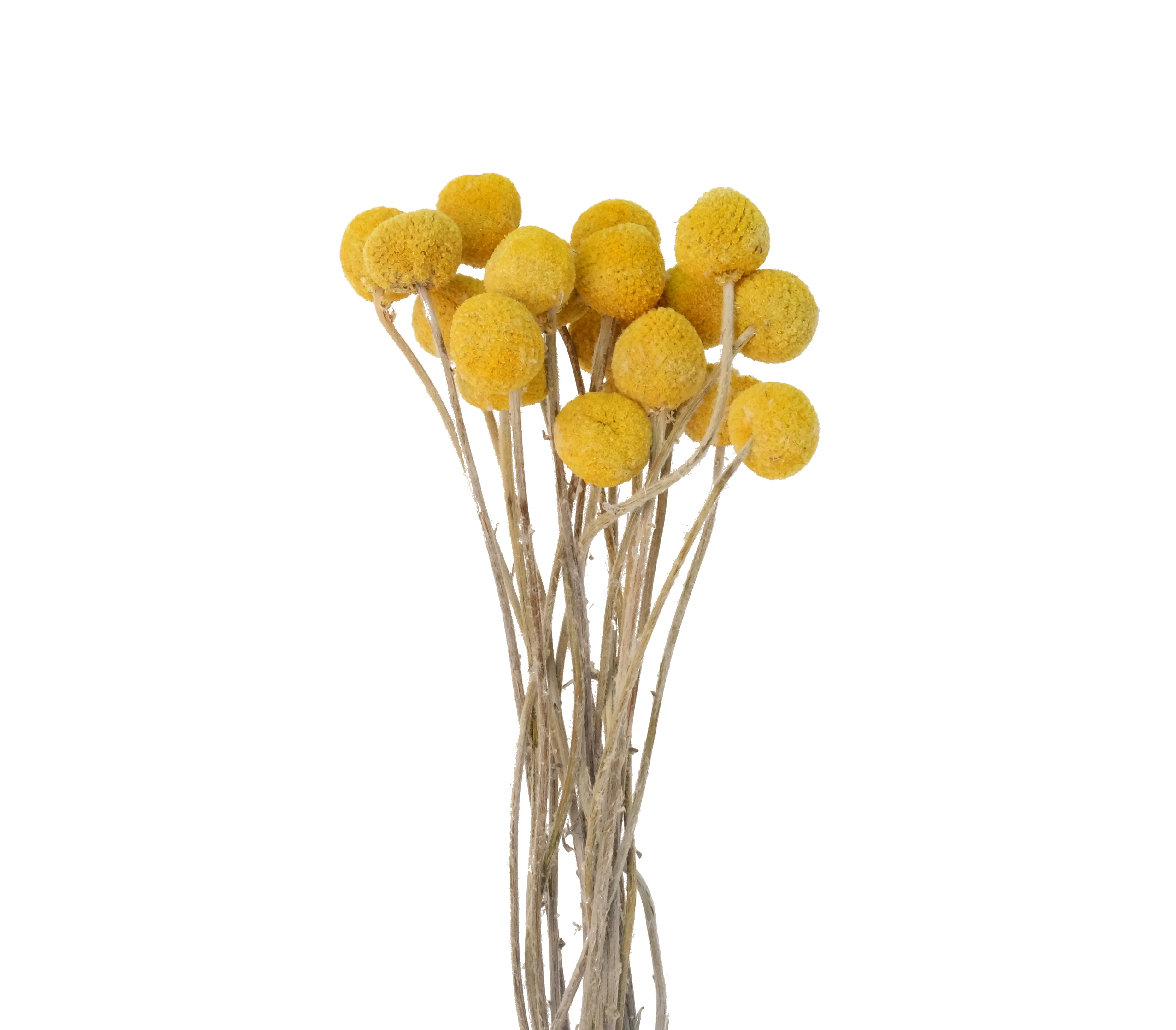 Wedding Bouquet Decor Christmas Wreath DIY Ball Flower Dried Craspedia Yellow Billy Balls Dried Flowers