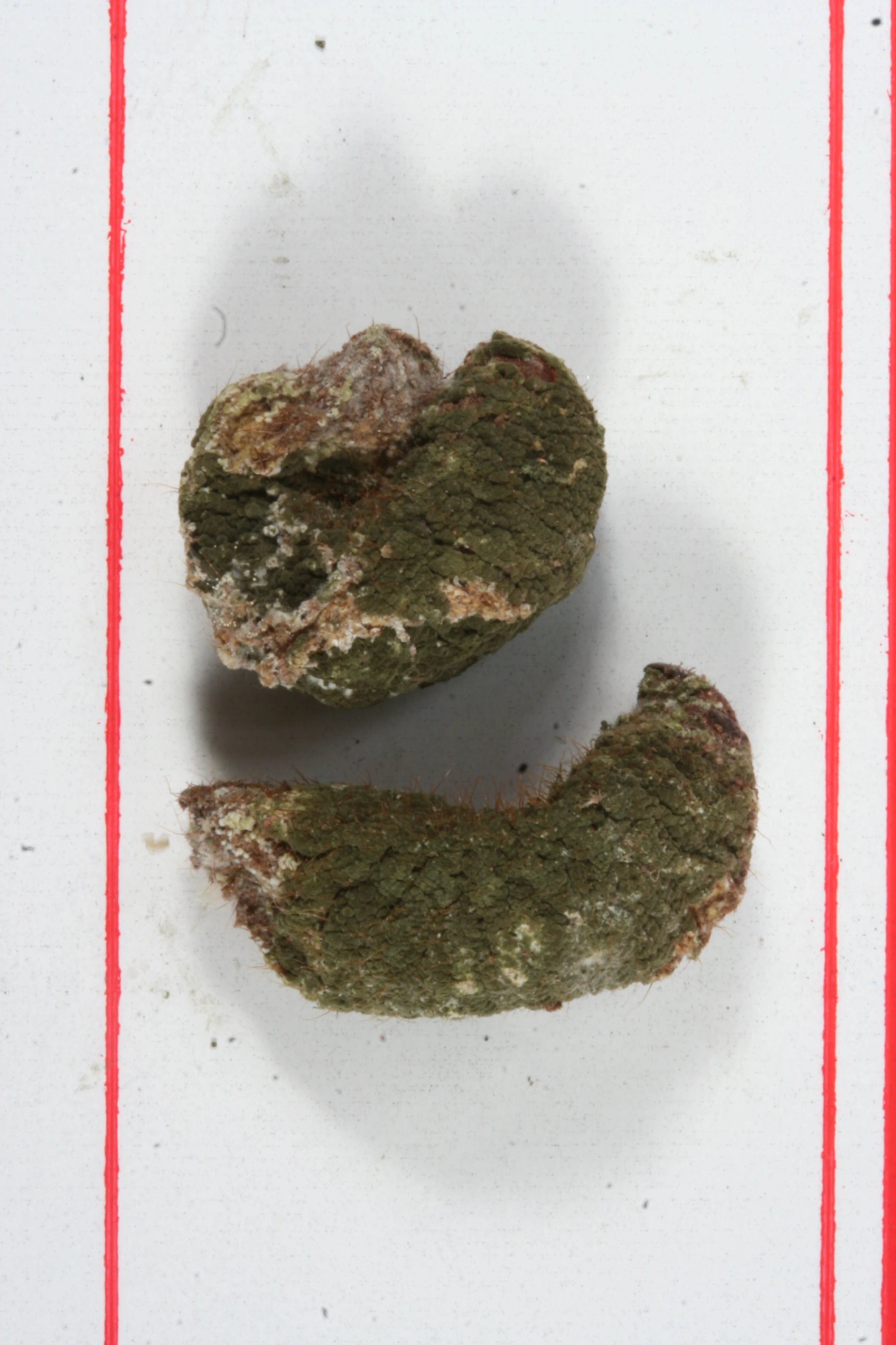 
Factory Sale Various Safe Bactericide Trichoderma Spp Pesticides Price 