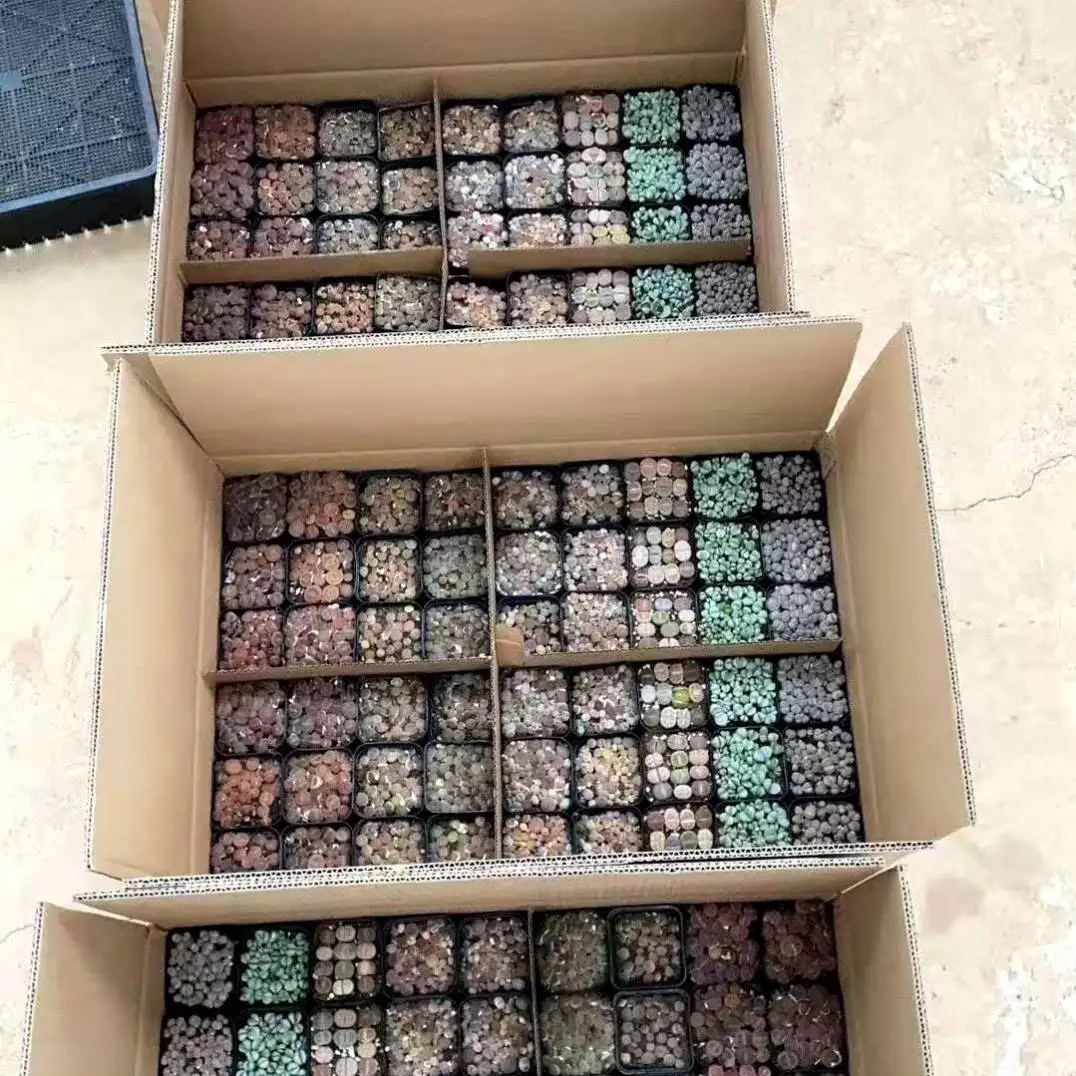 
Selling natural plants at a low price is only $85 for a whole box of lithops 