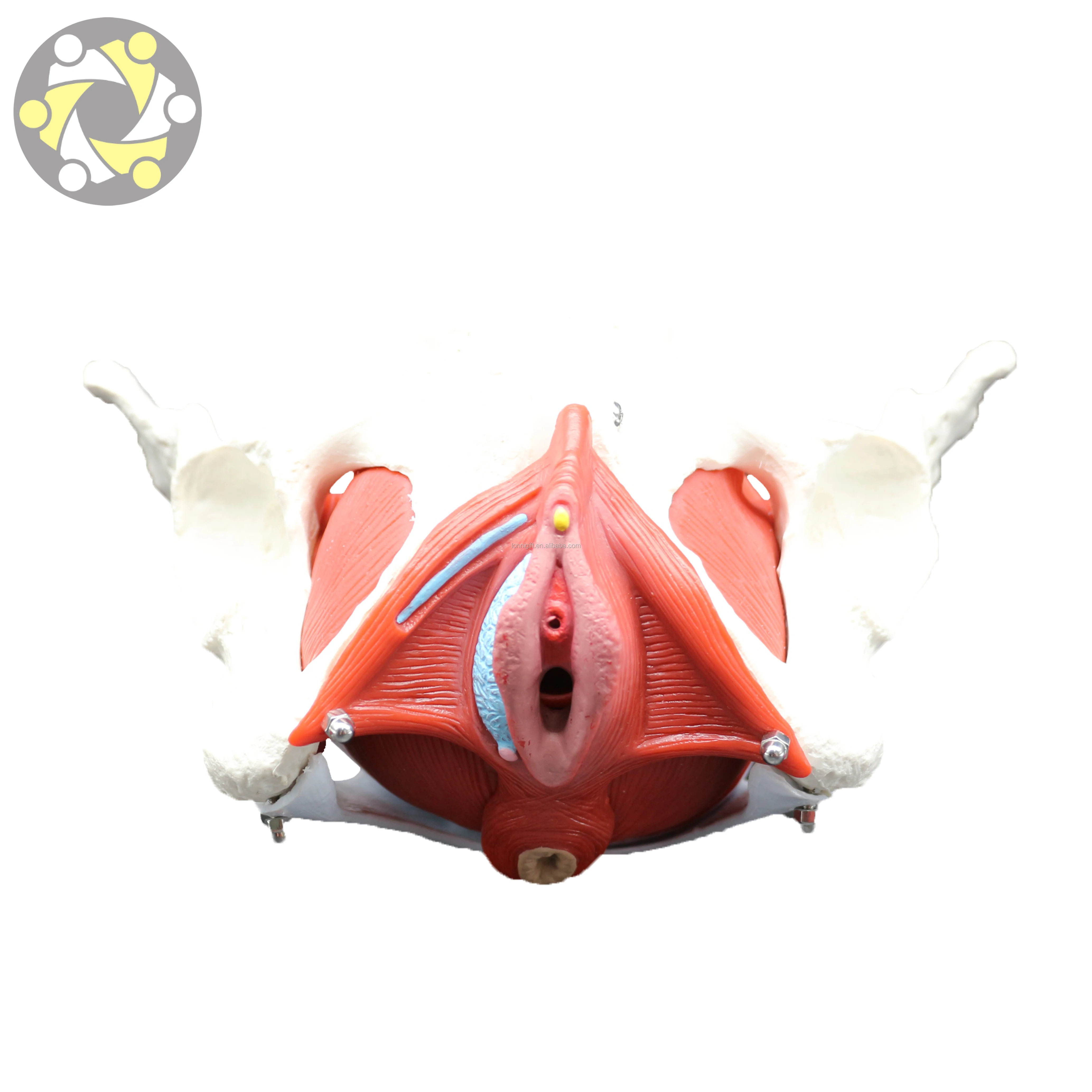 human anatomical model of female pelvis model pelvic muscle medical science