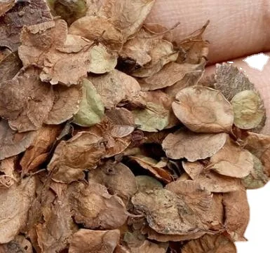 Высококачественные семена дерева, китайские семена elm lacebark elm для посадки