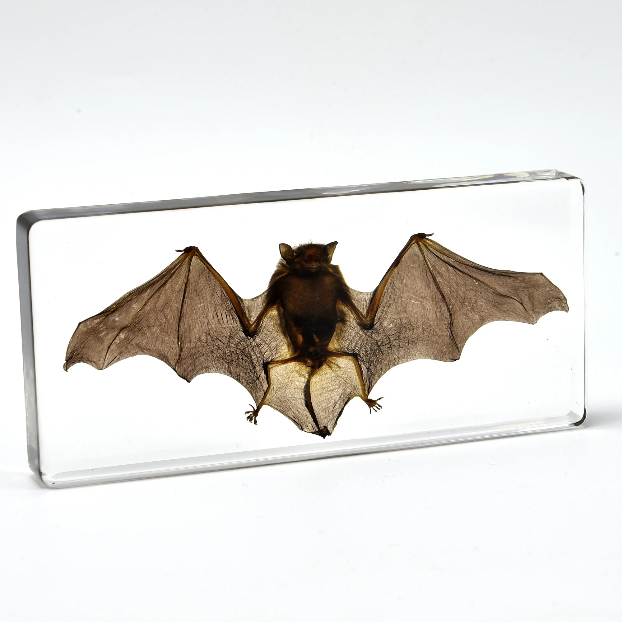 Real Taxidermy Animal Bat Specimen in Resin for Science Classroom Science Education Teaching Specimens for School