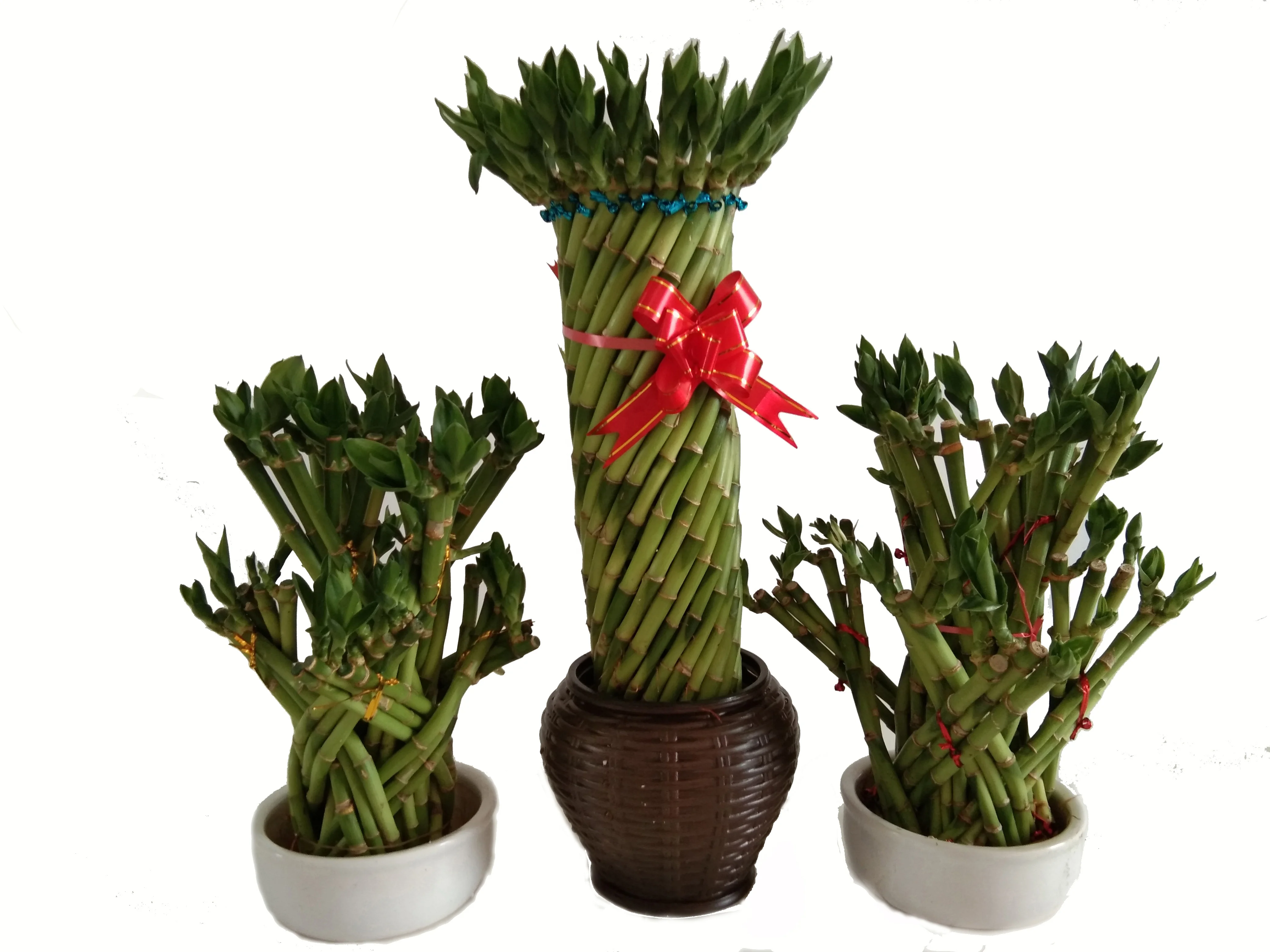 
Green Fengshui wheel lucky bamboo with good quality Zhanjiang 