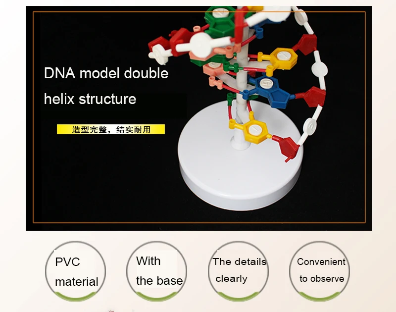 Best selling Component of DNA double helix model