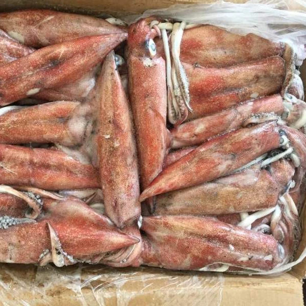 Замороженные морепродукты lолиго кальмар Китай