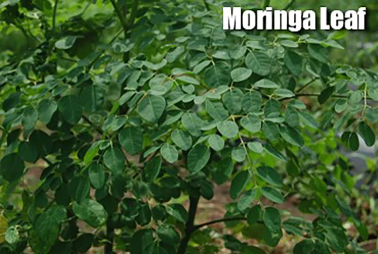 Important Crop Japanese Moringa Powdered Greens Juice Health Care Products for Home