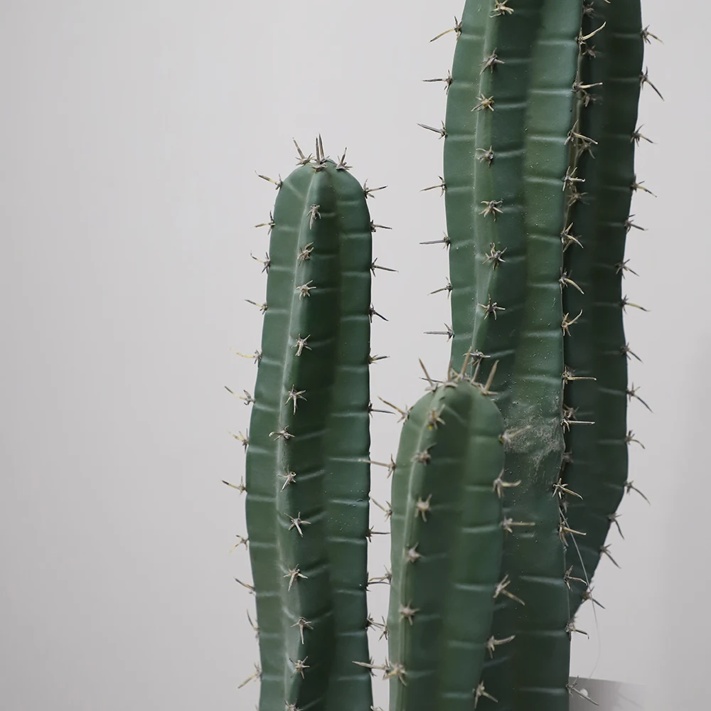 Artificial Wholesale Maceteros Para San Pedro Cactus Thailand Gymnocalycium Cactus Bailarin For Garden Landscape Decoration