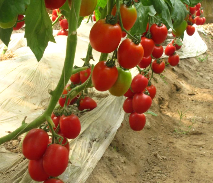 Сливовидные помидоры семена