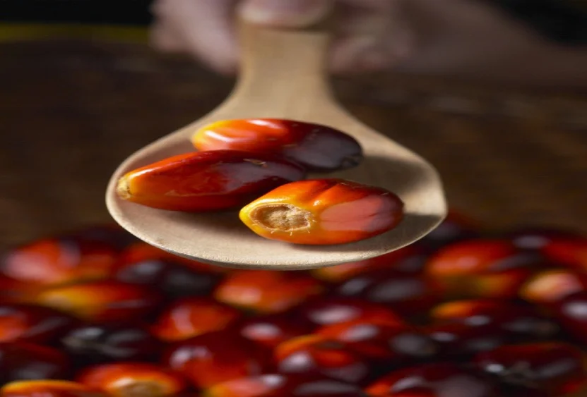 High Quality  palm oil extraction equipment/palm oil extraction machine price/palm oil fractionation plant