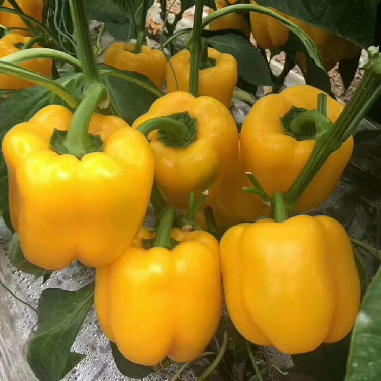 Гибридные f1 зеленые, красные, желтые семена перца, Лучшая цена, распродажа