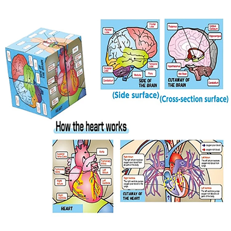 Hot Human Organs Anatomy Stem Early Education Toys Magic Cube for Kids