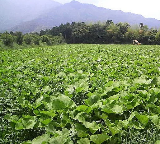 Японский высококачественный питательный натуральный ячменный напиток для здоровья