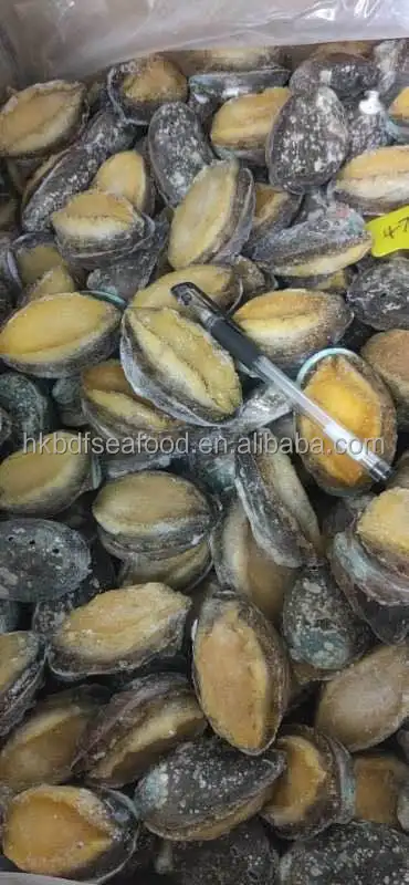 Морское ушко с раковиной Fujian