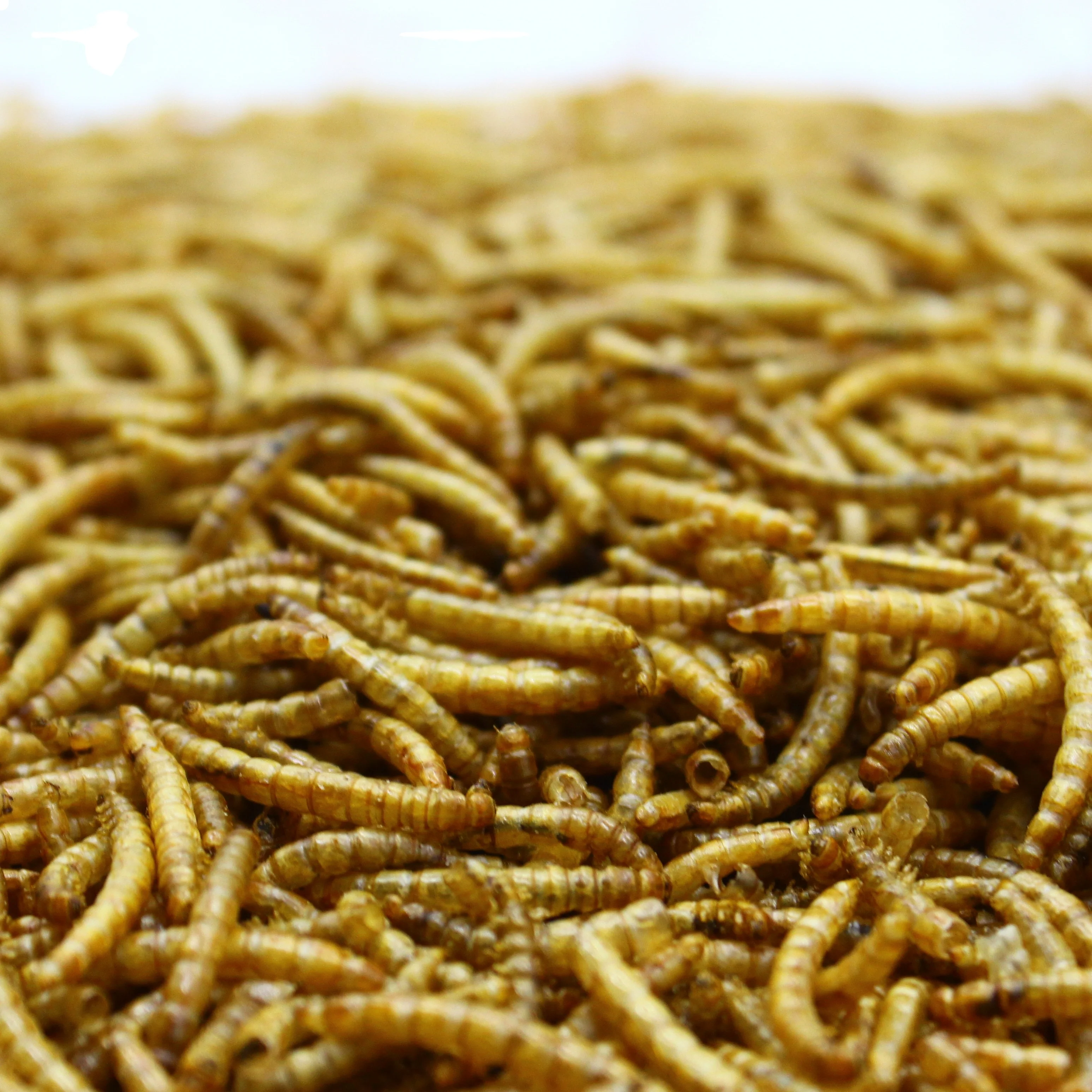 
Competitive Hedgehog Food Dried Mealworms for Goldfish Feed 