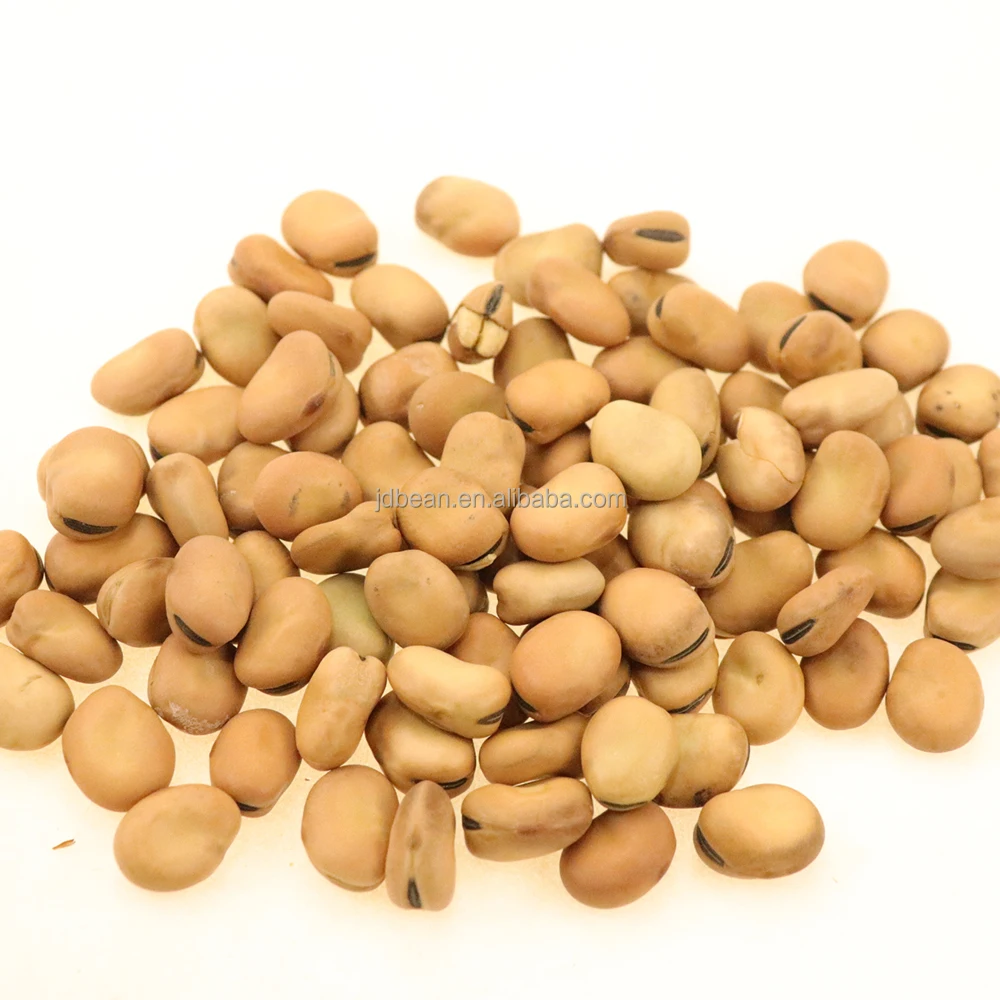 Organic Whole Raw Fava Beans No Insect Food Grade Packaged in Bags Wholesale Broad Beans
