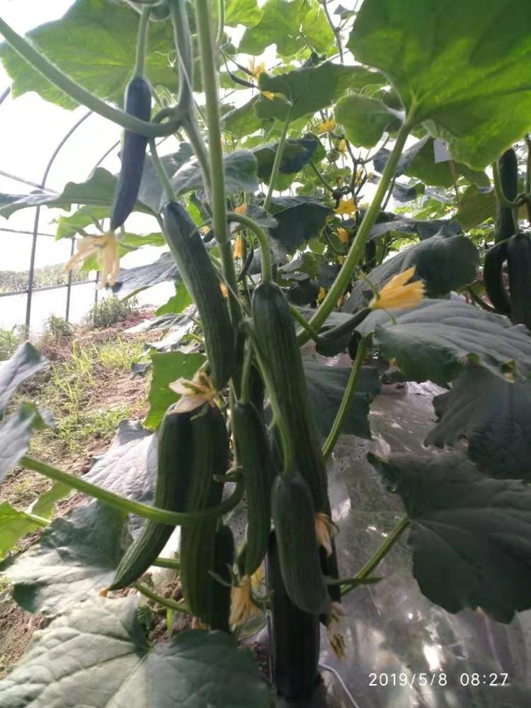 High Density Chinese Hybrid F1 Cucumber Seeds For Cultivation 20-22cm Rich Yield No.1