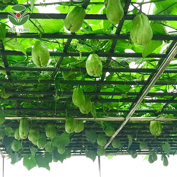 Manufactory Wholesale Steel Garden Support Stake Sturdy Green Plant Sticks