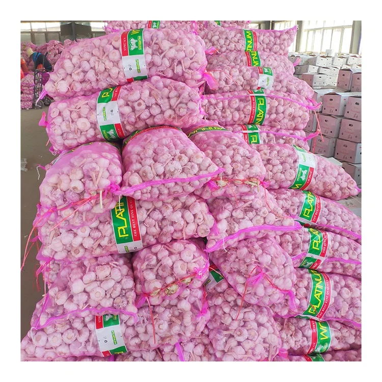 5cm Chinese white garlic wholesale with GLOBAL GAP hot sale good price fresh normal white garlic exporter