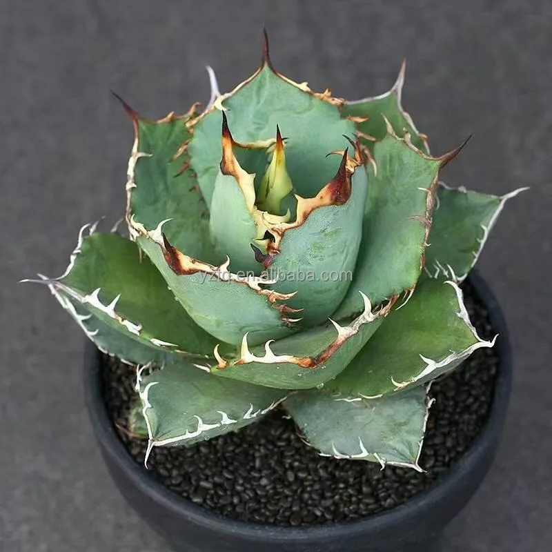 Real plant Agave titanota natural cactus plants live succuIent indoor Home Ornamental Growing Live Cactus