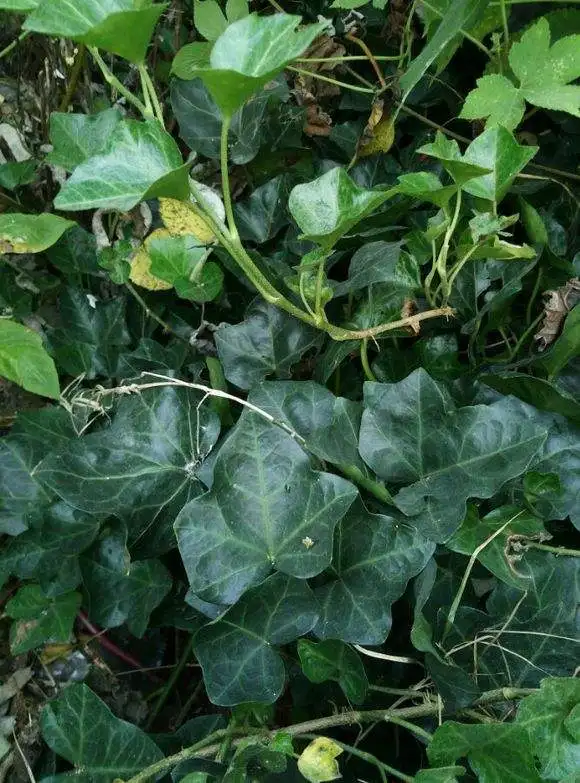 
Devils Claw Extract 5% Harpagosides by UV Harpagophytum Procumbens Extract 
