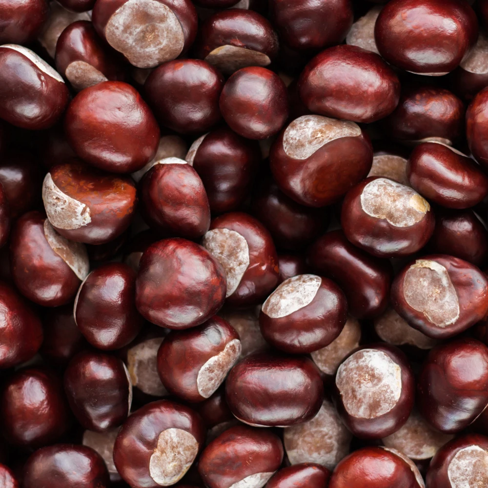 High Quality Certified Organic Aroma Gluten-Free Roasted Chestnuts-25kg Fresh Natural Healthy Product