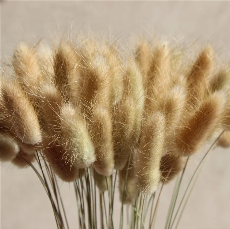 One Bundle of 50 Dried Bunny Tails Flower Stems Lagurus Ovatus Home Decoration Dried Flower Bouquet for Weddings